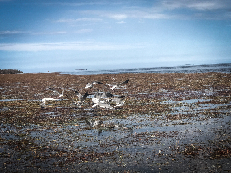 Seagulls feasting on seagrass detritus washed up by Hurricane Irma. Image: Steve Davis